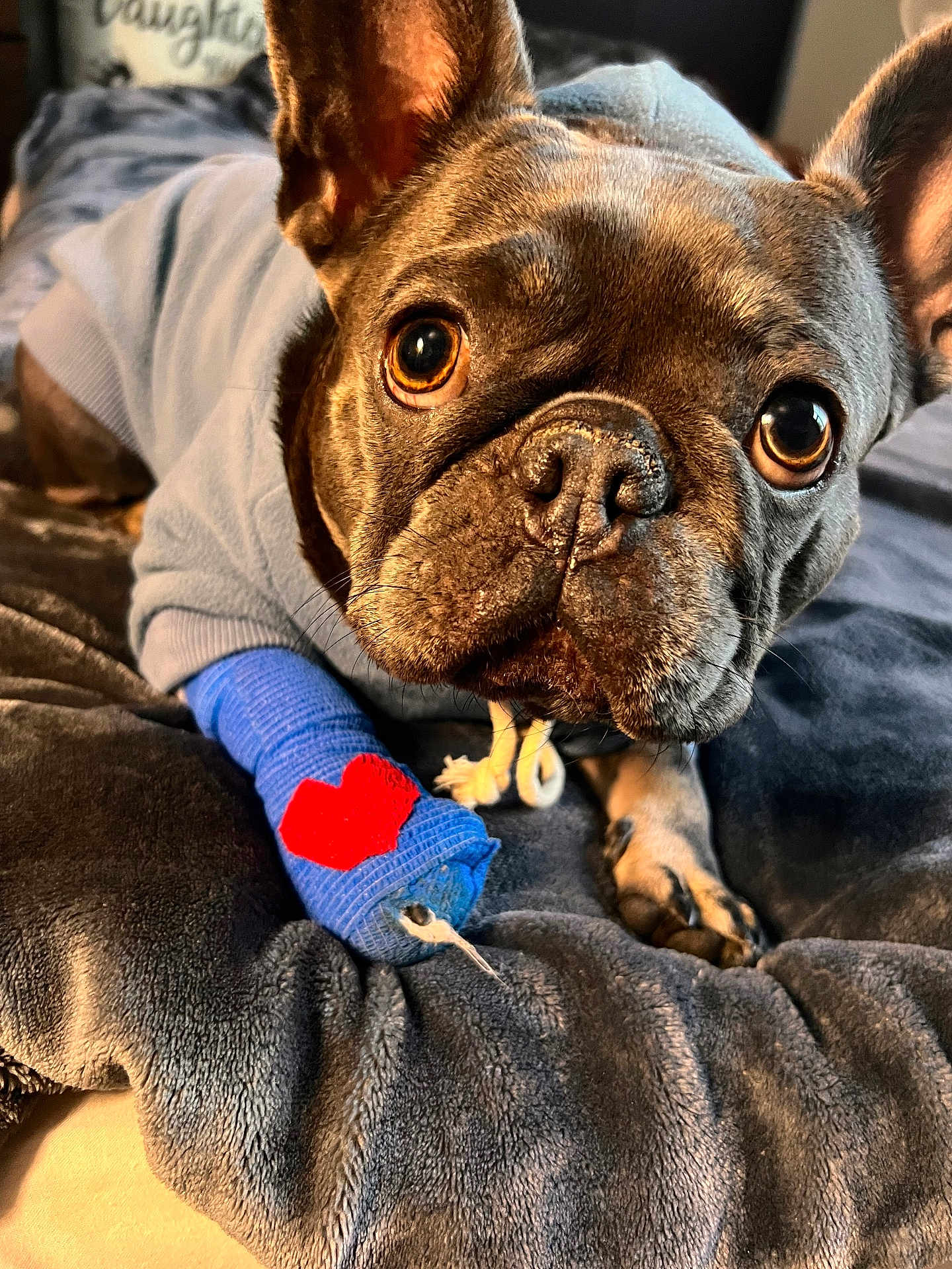 Luna joined the competition — help win amazing prizes! french_bulldog, dog, blue_sweater, bandage, red_heart, close_up, pet, animal, cute, blanket, indoor, resting, paw, fur, ears, face, looking, cozy, soft_texture, curious