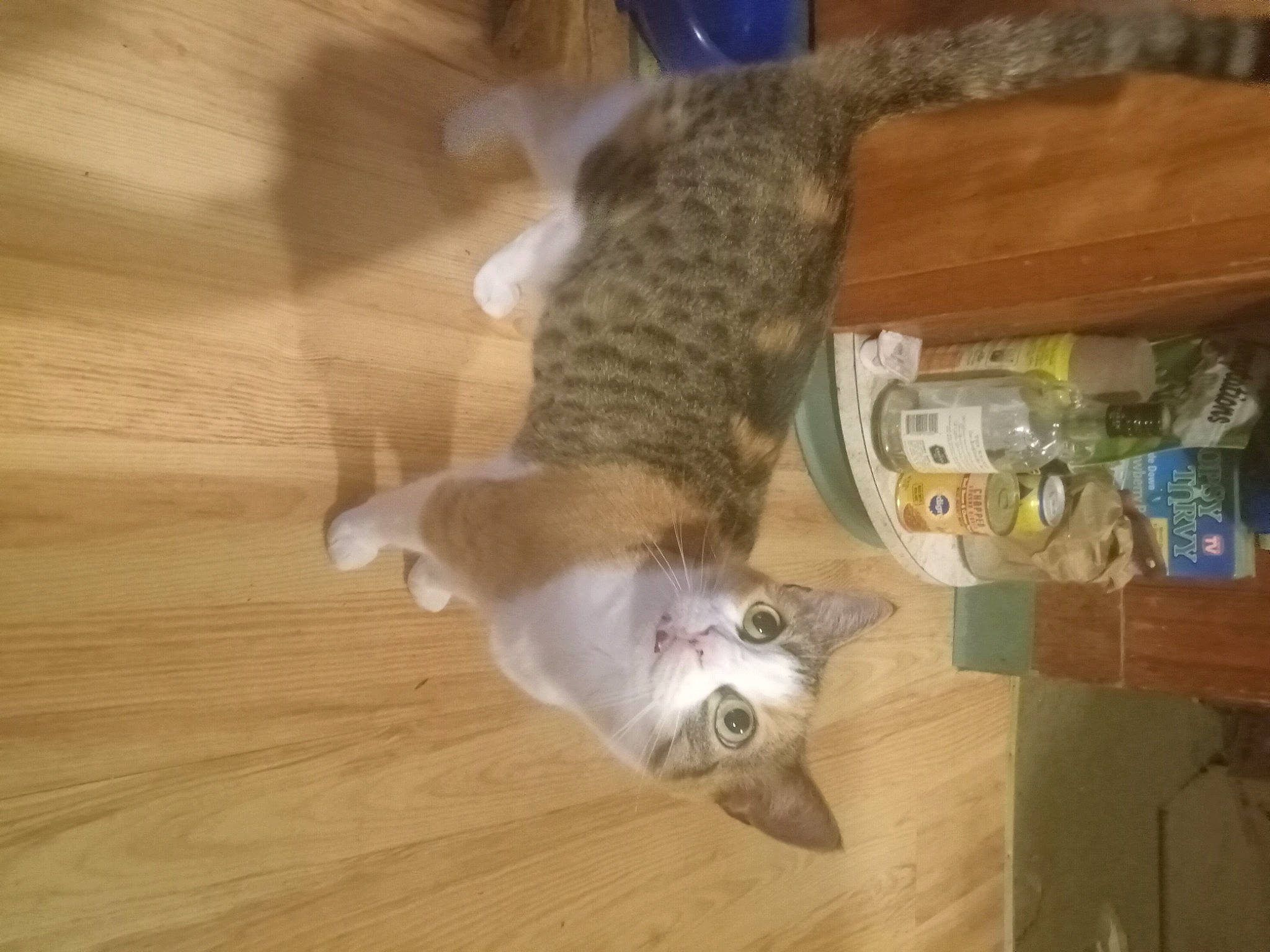 Cleopatches joined the competition — help win amazing prizes! bottle, carnivore, cat, domestic_short_haired_cat, felidae, flooring, fur, hardwood, laminate_flooring, room, small_to_medium_sized_cats, sporting_group, tail, varnish, whiskers, wood, wood_flooring, wood_stain