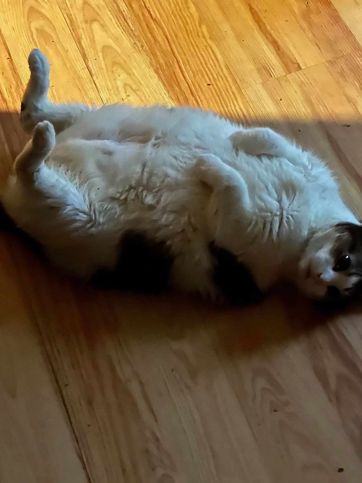 Xena Sparkle Warrior Kitty