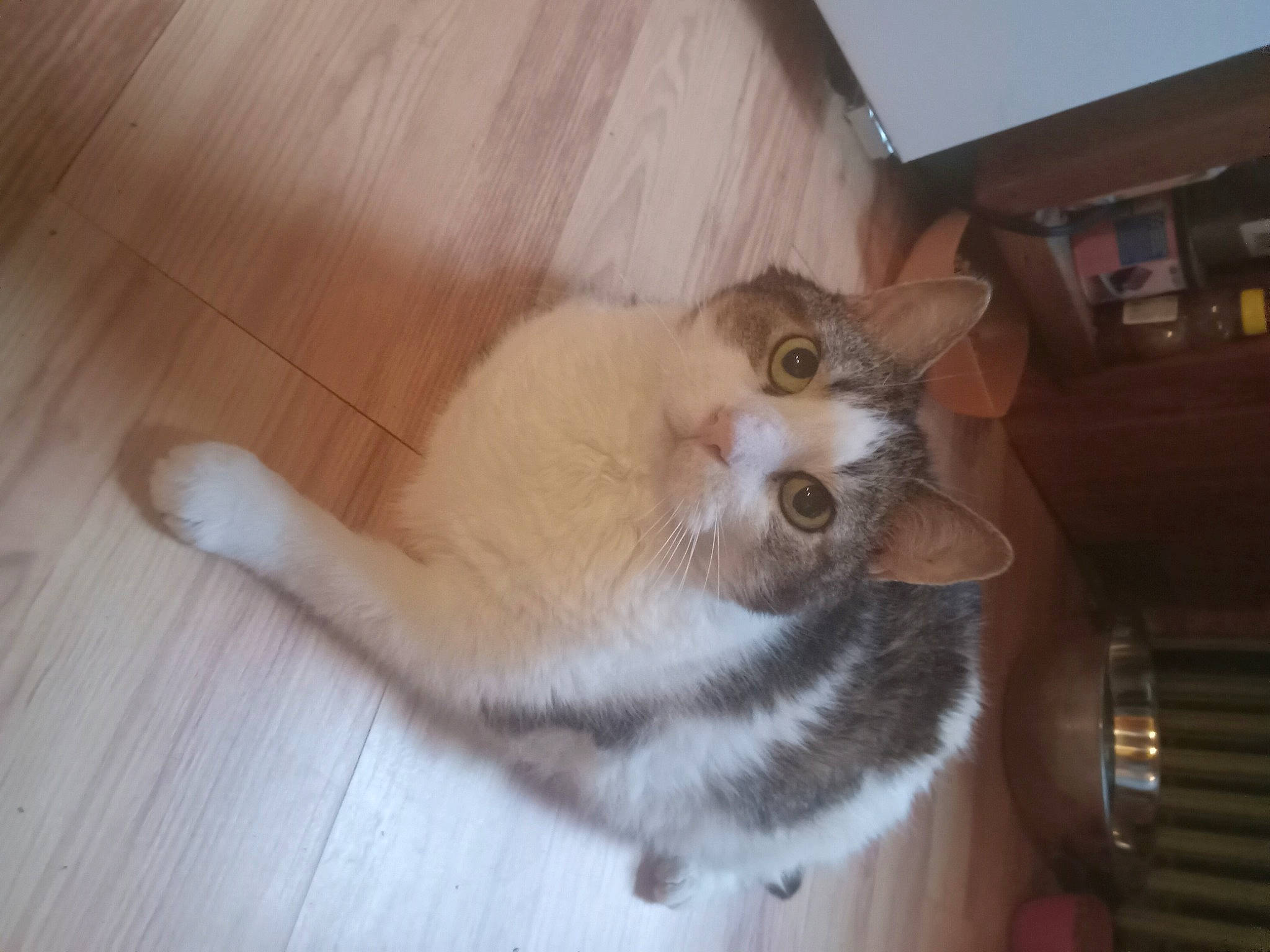 Xena Sparkle Warrior Kitty is registered to the contest to win money with this photo: carnivore, cat, companion_dog, dog_breed, domestic_short_haired_cat, fawn, felidae, floor, flooring, fur, hardwood, paw, small_to_medium_sized_cats, snout, tail, varnish, whiskers, wood, wood_flooring, wood_stain