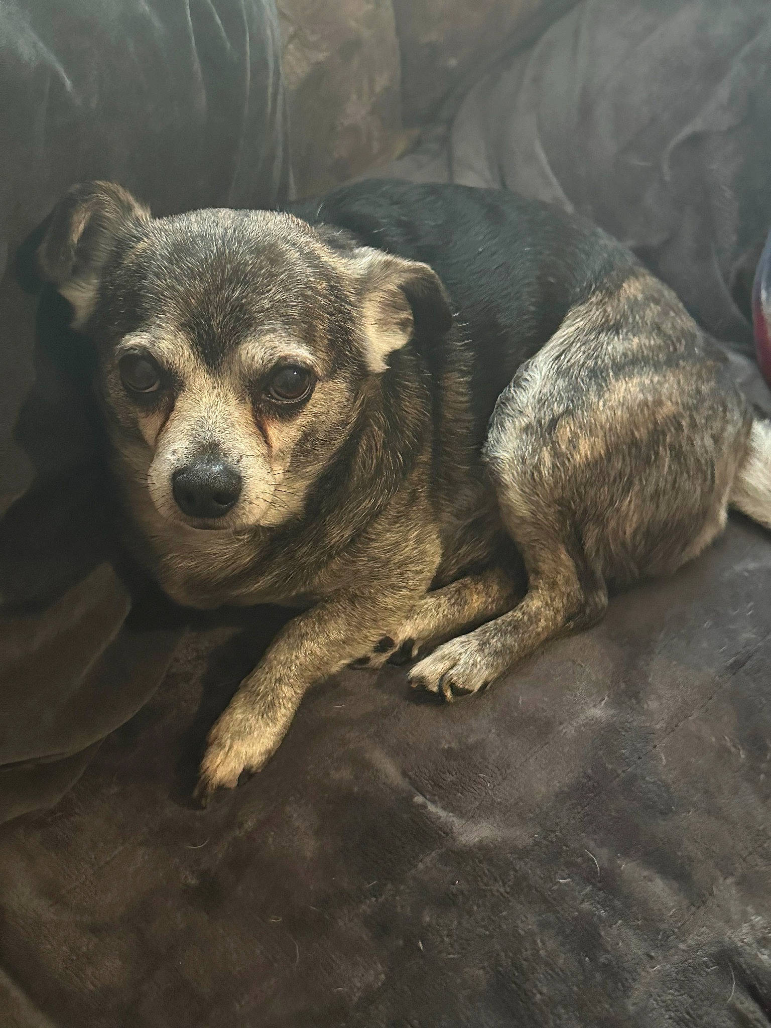 Munchkin joined the competition — help win amazing prizes! carnivore, claw, darkness, fawn, fur, metal, paw, procyonidae, snout, tail, terrestrial_animal, whiskers, wildlife