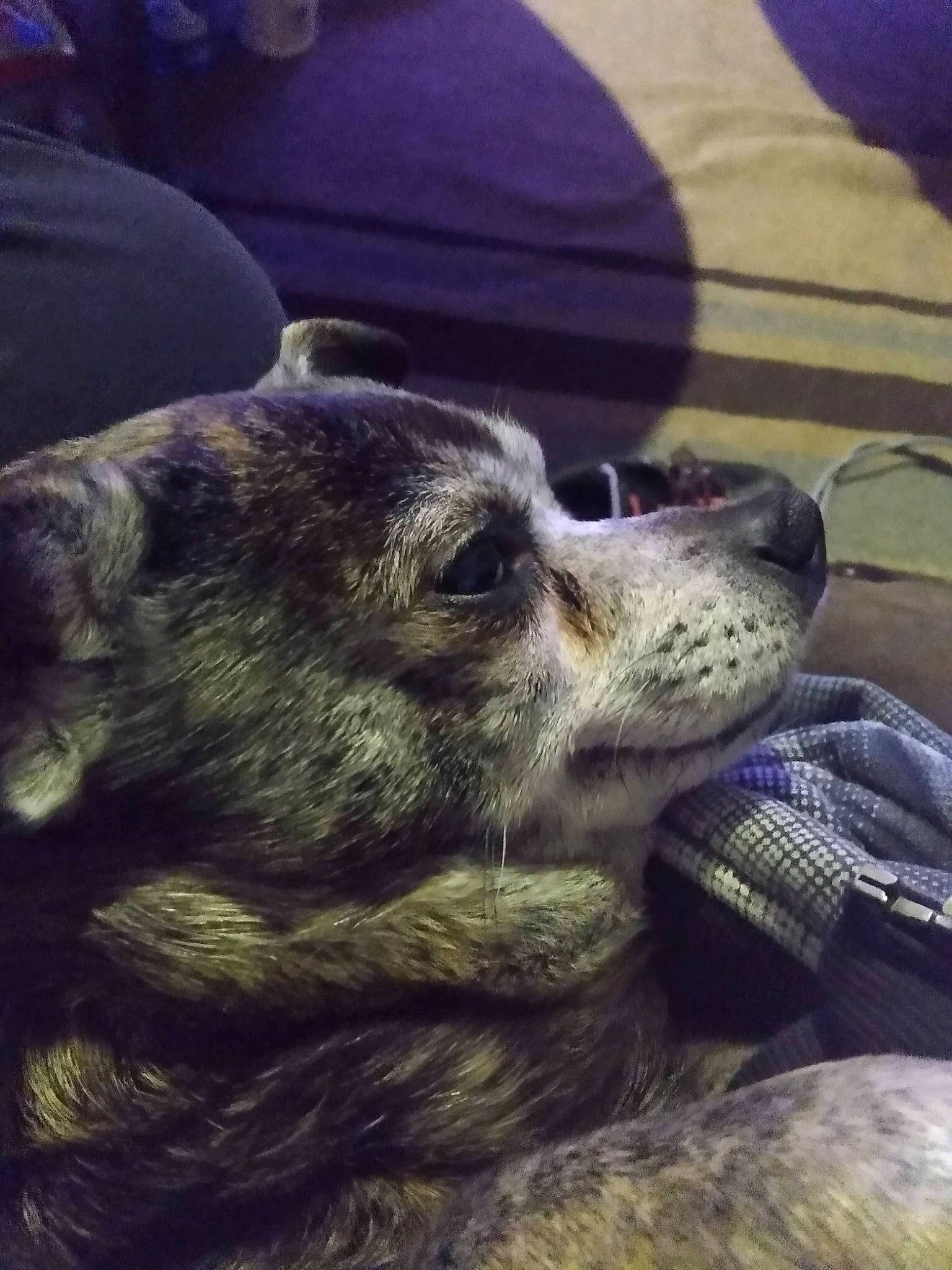 Munchkin is registered to the contest to win money with this photo: canidae, carnivore, claw, cloud, comfort, companion_dog, dog, dog_breed, fur, grass, mammal, metal, paw, snout, sporting_group, square, terrestrial_animal, vertebrate, whiskers, wildlife