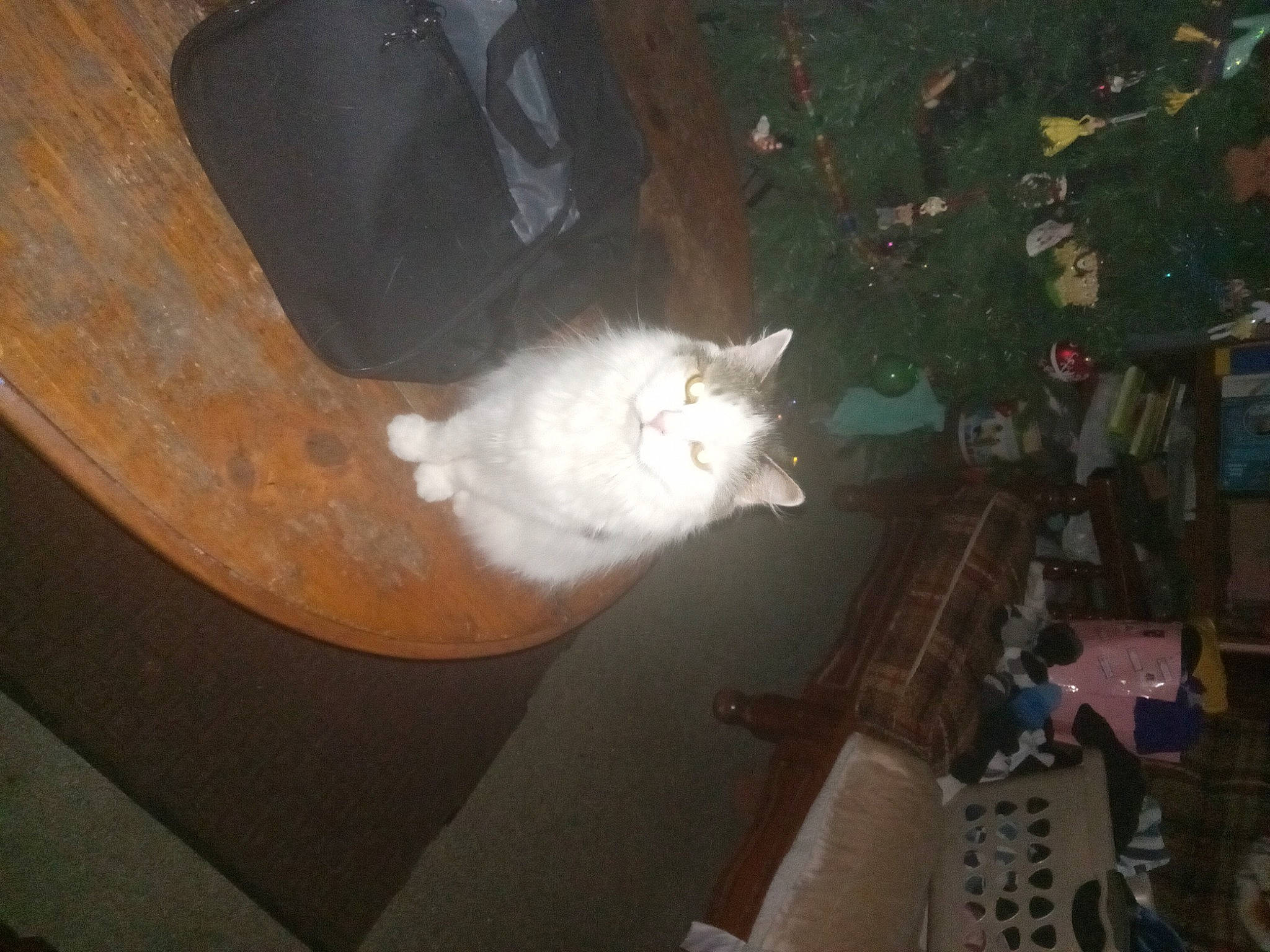 Mama Kitty joined the competition — help win amazing prizes! brown, carnivore, cat, ceiling, darkness, domestic_short_haired_cat, felidae, flooring, fur, hardwood, night, room, small_to_medium_sized_cats, tail, tree, whiskers, wood