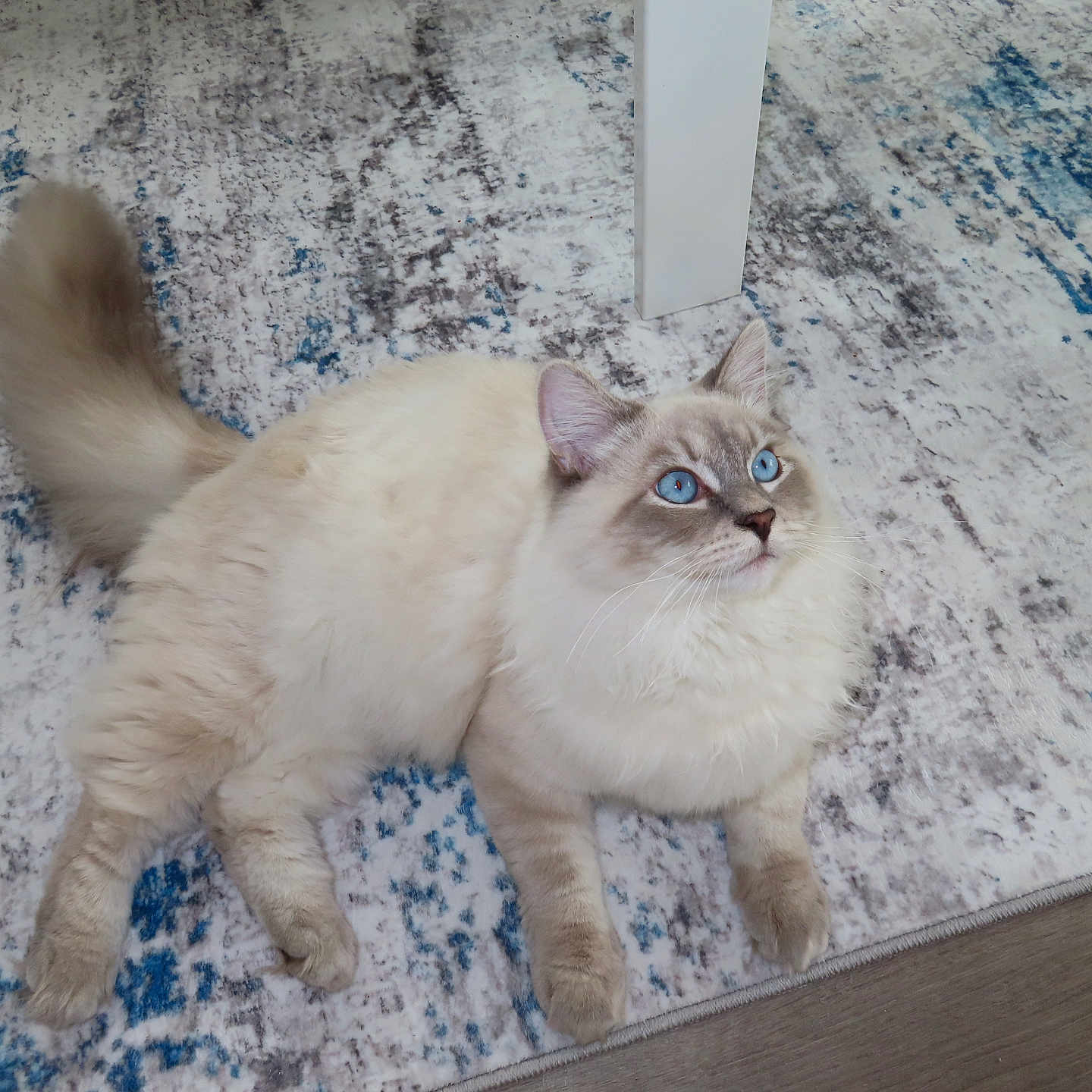Theo