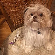 Ms Beasley is registered to the contest to win money with this photo: animal, braided_tail, chair, collar, companion, curious_eyes, cute, dog, domestic_animal, fluffy, fur, household, indoor, pet, portrait, purple_ribbon, sitting, small_dog, wooden_chair, woven_chair