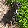 Kiko joined the competition — help win amazing prizes! puppy, dog, black_dog, white_patch, sitting, outdoor, path, greenery, grass, sunlight, nature, pet, young_dog, curious, animal, garden, daylight, canine, adorable, fur