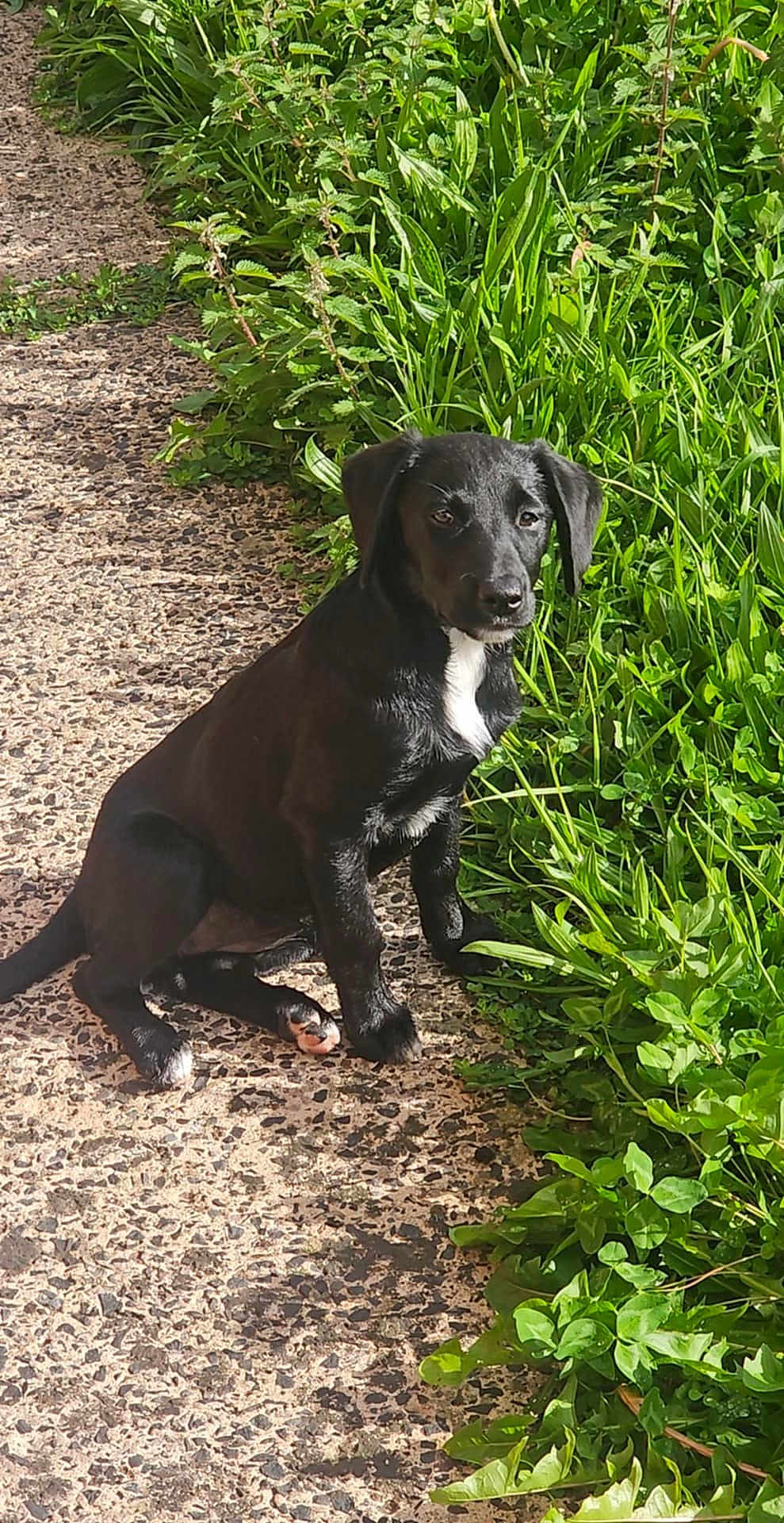 Kiko