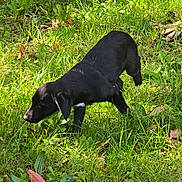 Kiko is registered to the contest to win money with this photo: puppy, dog, black_dog, grass, greenery, outdoor, nature, plants, sunlight, animal, pet, canine, young_dog, sniffing, curious, field, daylight, mammal, walking, exploring