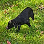 puppy, dog, black_dog, grass, greenery, outdoor, nature, plants, sunlight, animal, pet, canine, young_dog, sniffing, curious, field, daylight, mammal, walking, exploring