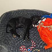 Kiko is registered to the contest to win money with this photo: animal, black_dog, blanket, canine, comfort, corner, cozy, dog, dog_bed, domestic_animal, floor, fur, indoor, pet, plush_toy, puppy, resting, rope_toy, sleepy, toy