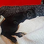 Kiko is registered to the contest to win money with this photo: dog, puppy, black_dog, pet, sleeping, bed, blanket, cozy, indoor, fur, animal, resting, cute, snug, paw, canine, comfort, fleece, red_wall, homedecor