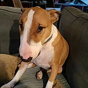 Malia participe au concours pour gagner de l'argent avec cette photo : dog, brown, white, couch, indoor, pet, canine, sitting, pillows, furniture, ears, face, snout, collar, home, relaxed, companion, cute, animal, domestic