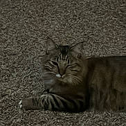 Sénior Eggroll is registered to the contest to win money with this photo: carpet, cat, closeup, cozy, domestic_animal, feline, fur, home, indoor, lounging, mammal, paws, pet, portrait, relaxed, resting, sleepy, stripes, tabby, whiskers