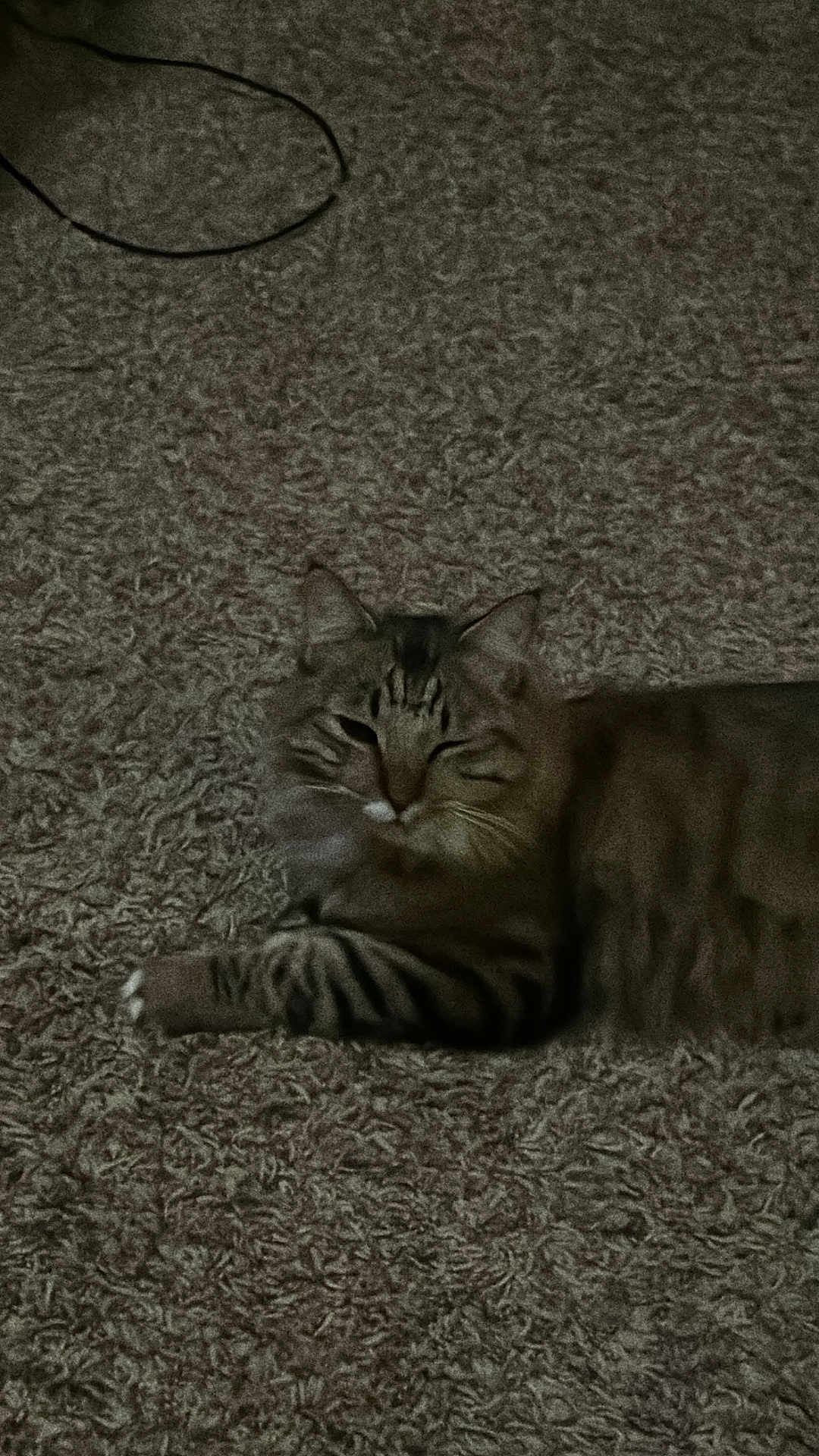 Sénior Eggroll is registered to the contest to win money with this photo: carpet, cat, closeup, cozy, domestic_animal, feline, fur, home, indoor, lounging, mammal, paws, pet, portrait, relaxed, resting, sleepy, stripes, tabby, whiskers