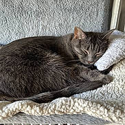 Yumy a rejoint le concours — aidez-le/la à gagner de superbes lots !  curled_up, animal_portrait, blanket, cat, cozy, ears, furry, gray_cat, indoors, nap, pet, plush, relaxed, sleeping, sleepy, sunlight, tabby, tail, whiskers, window