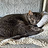  curled_up, animal_portrait, blanket, cat, cozy, ears, furry, gray_cat, indoors, nap, pet, plush, relaxed, sleeping, sleepy, sunlight, tabby, tail, whiskers, window