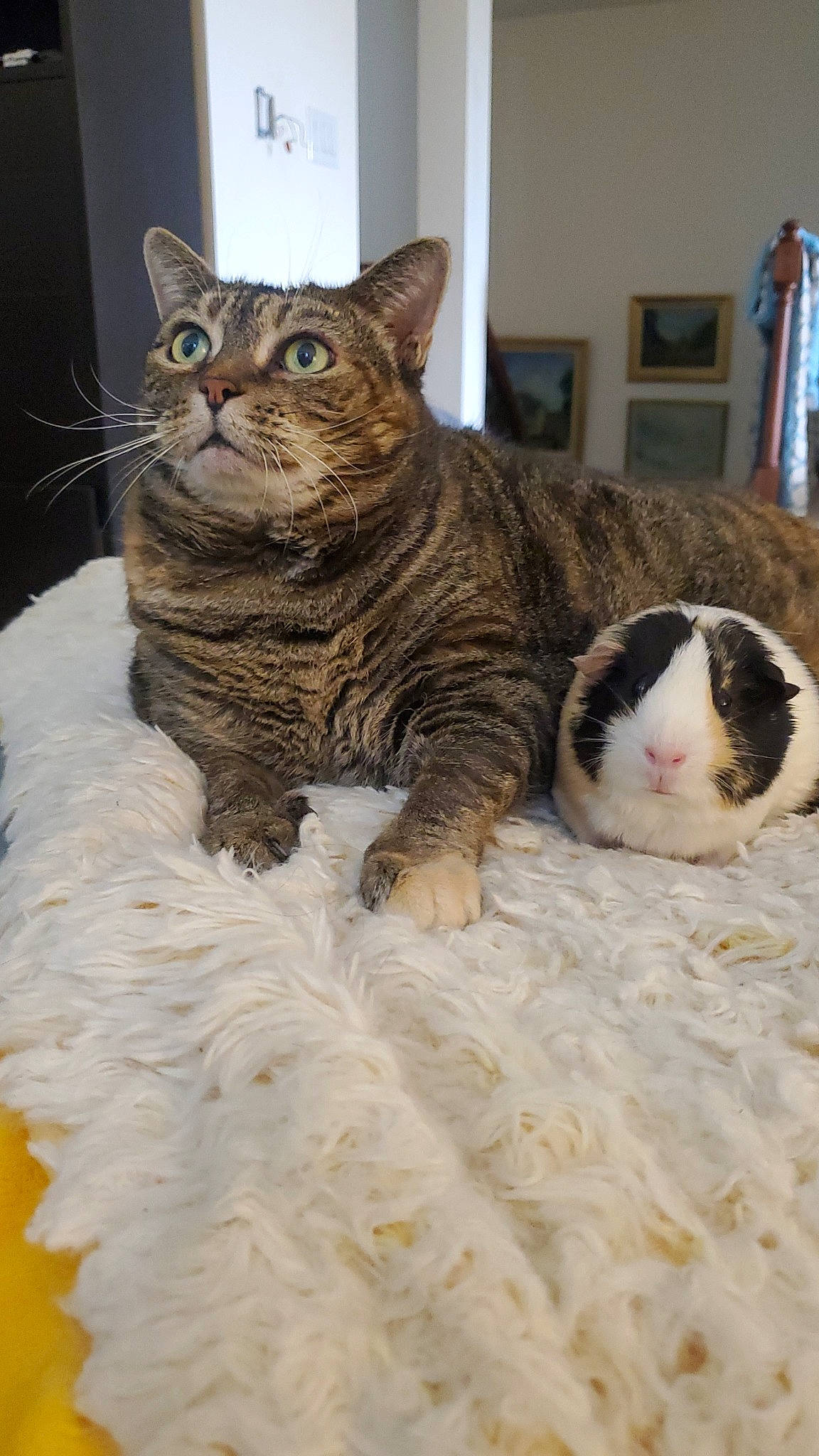 Georgia joined the competition — help win amazing prizes! bed, carnivore, cat, cat_supply, claw, comfort, domestic_short_haired_cat, felidae, fur, linens, paw, pet_supply, small_to_medium_sized_cats, snout, tail, terrestrial_animal, whiskers