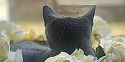 Hoshi participe au concours pour gagner de l'argent avec cette photo : cat, gray_cat, flowers, white_flowers, window, blurred_background, indoor, soft_light, peaceful, cozy, nature, pet, feline, floral, still_life, domestic_animal, relaxing, back_view, close_up, contemplative