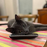 Hoshi a rejoint le concours — aidez-le/la à gagner de superbes lots ! cat, gray_cat, remote_control, tablecloth, striped, indoor, pet, animal, resting, curious_eyes, close_up, feline, domestic_cat, soft_focus, cozy, table, fur, whiskers, ears, relaxed