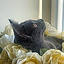 Hoshi participe au concours pour gagner de l'argent avec cette photo : cat, black_cat, flowers, roses, petals, window, natural_light, indoor, floral_arrangement, closeup, animal, feline, whiskers, soft_light, curious, peaceful, resting, portrait, side_view, cozy