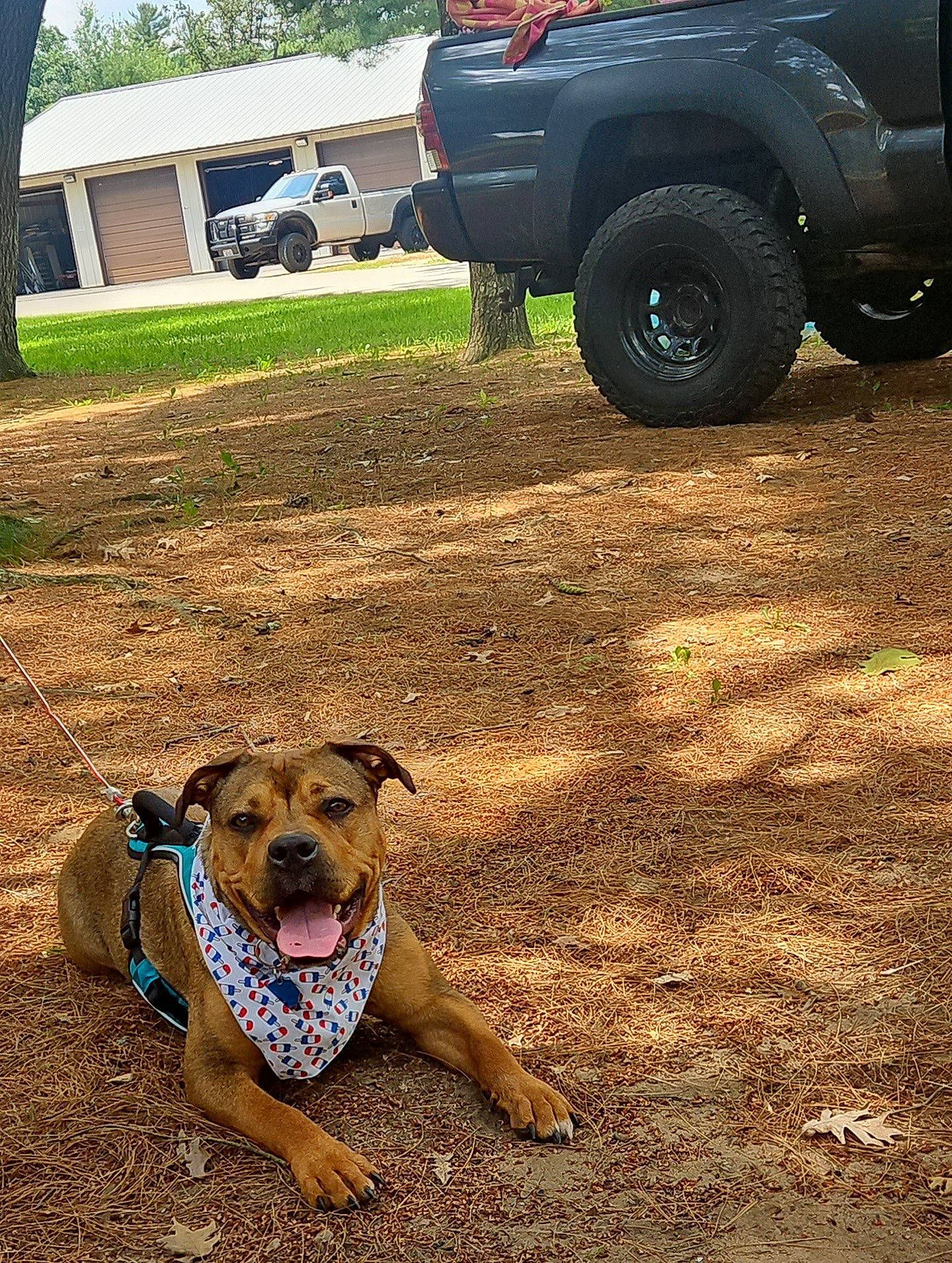 bandana, canine, dog, garage, grass, ground, happy, leash, nature, outdoor, pet, pine_needles, resting, shade, smiling, sunlight, tongue_out, tree, truck, vehicle