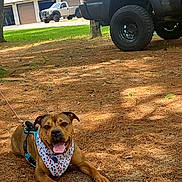Maple Bacon is registered to the contest to win money with this photo: dog, bandana, pine_needles, outdoor, shade, truck, garage, tree, grass, happy, pet, leash, tongue_out, canine, ground, vehicle, nature, sunlight, smiling, resting