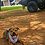 dog, bandana, pine_needles, outdoor, shade, truck, garage, tree, grass, happy, pet, leash, tongue_out, canine, ground, vehicle, nature, sunlight, smiling, resting