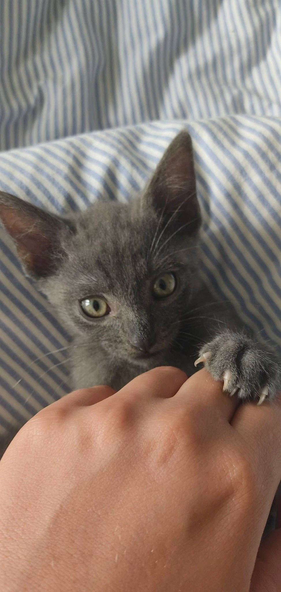 Floki participe au concours pour gagner de l'argent avec cette photo : black_cat, carnivore, cat, close_up, comfort, domestic_short_haired_cat, ear, eye, fawn, felidae, fur, gesture, grey, leg, mammal, small_to_medium_sized_cats, snout, vertebrate, whiskers, window