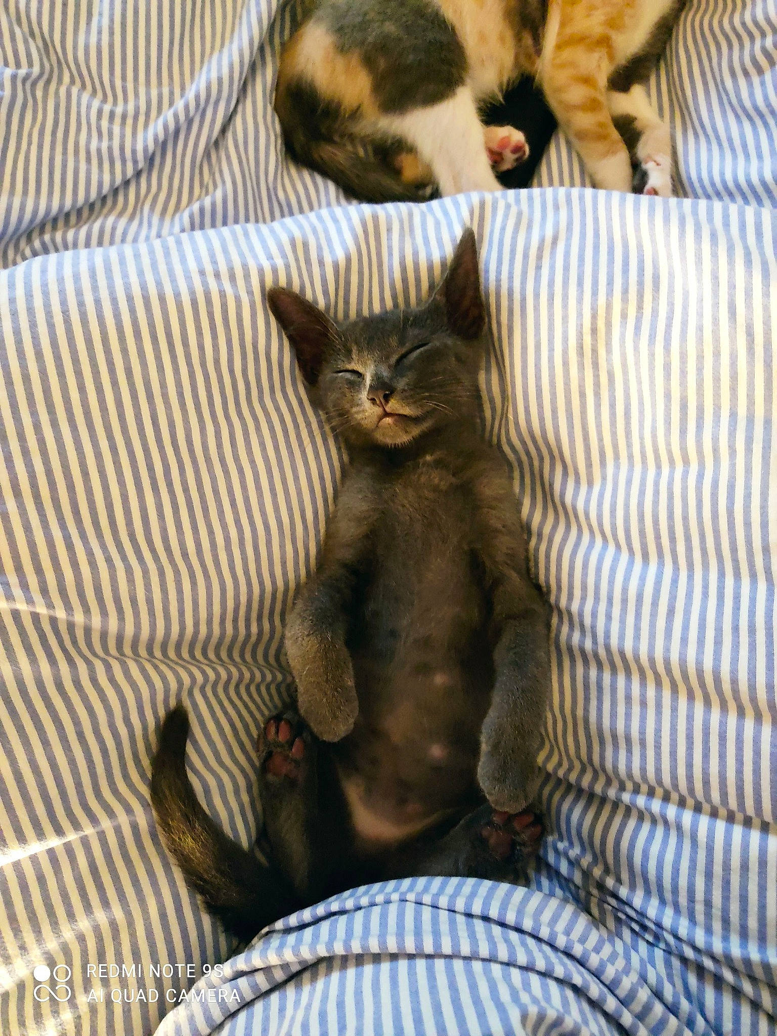 Floki participe au concours pour gagner de l'argent avec cette photo : brown, canidae, carnivore, cat, cat_supply, comfort, domestic_short_haired_cat, fawn, felidae, fur, grey, linens, mammal, room, small_to_medium_sized_cats, tail, textile, vertebrate, whiskers, wood