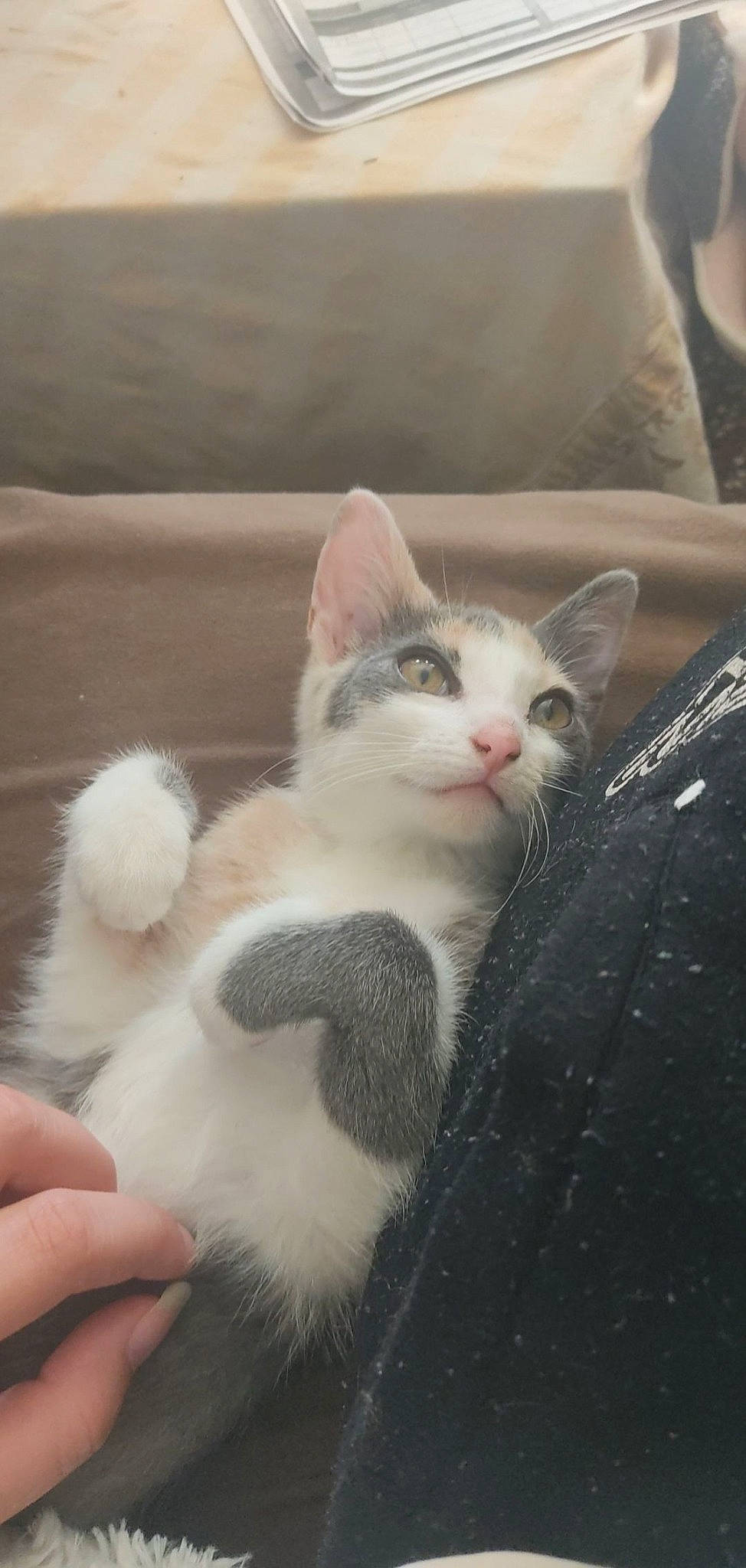 Artémis a rejoint le concours — aidez-le/la à gagner de superbes lots ! carnivore, cat, claw, comfort, domestic_short_haired_cat, eye, felidae, foot, fur, paw, small_to_medium_sized_cats, snout, tail, whiskers