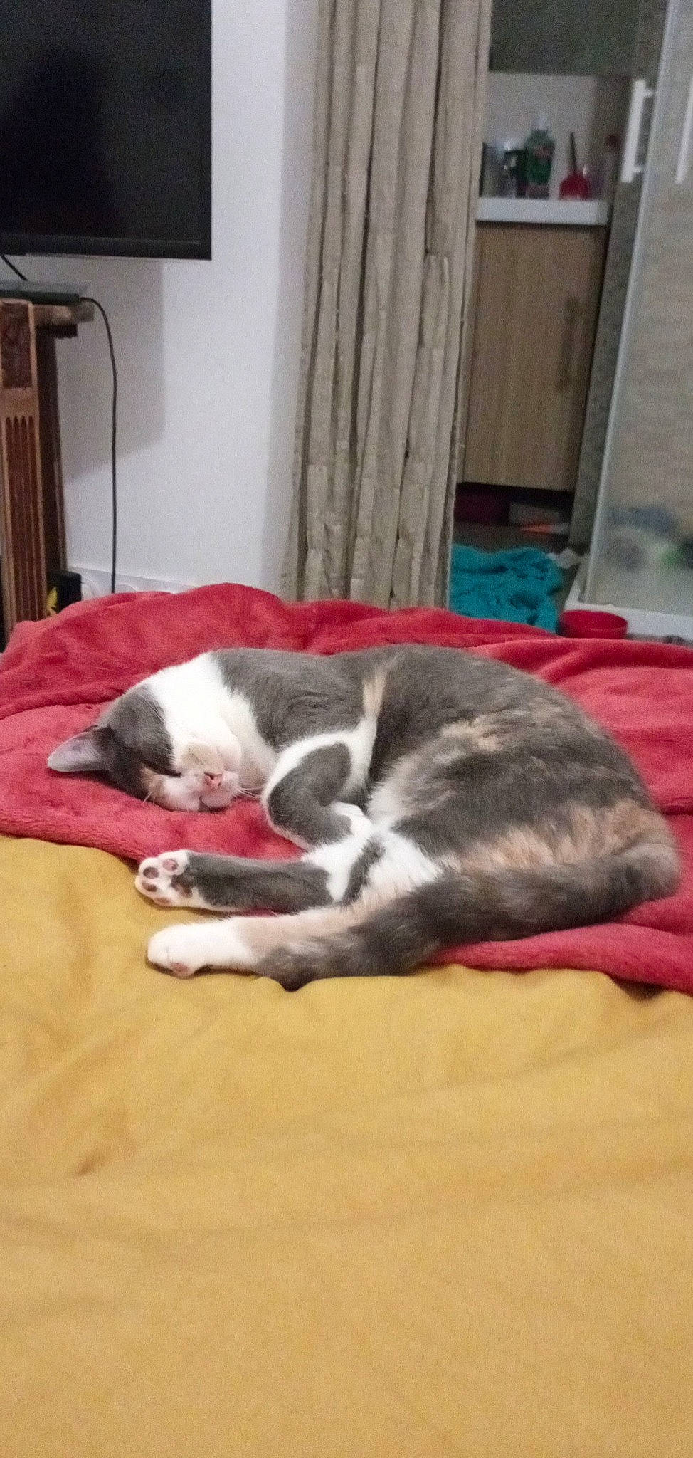 Artémis participe au concours pour gagner de l'argent avec cette photo : canidae, carnivore, cat, comfort, companion_dog, curtain, dog_breed, domestic_short_haired_cat, felidae, flooring, fur, hardwood, nap, paw, room, small_to_medium_sized_cats, sporting_group, tail, whiskers, wood