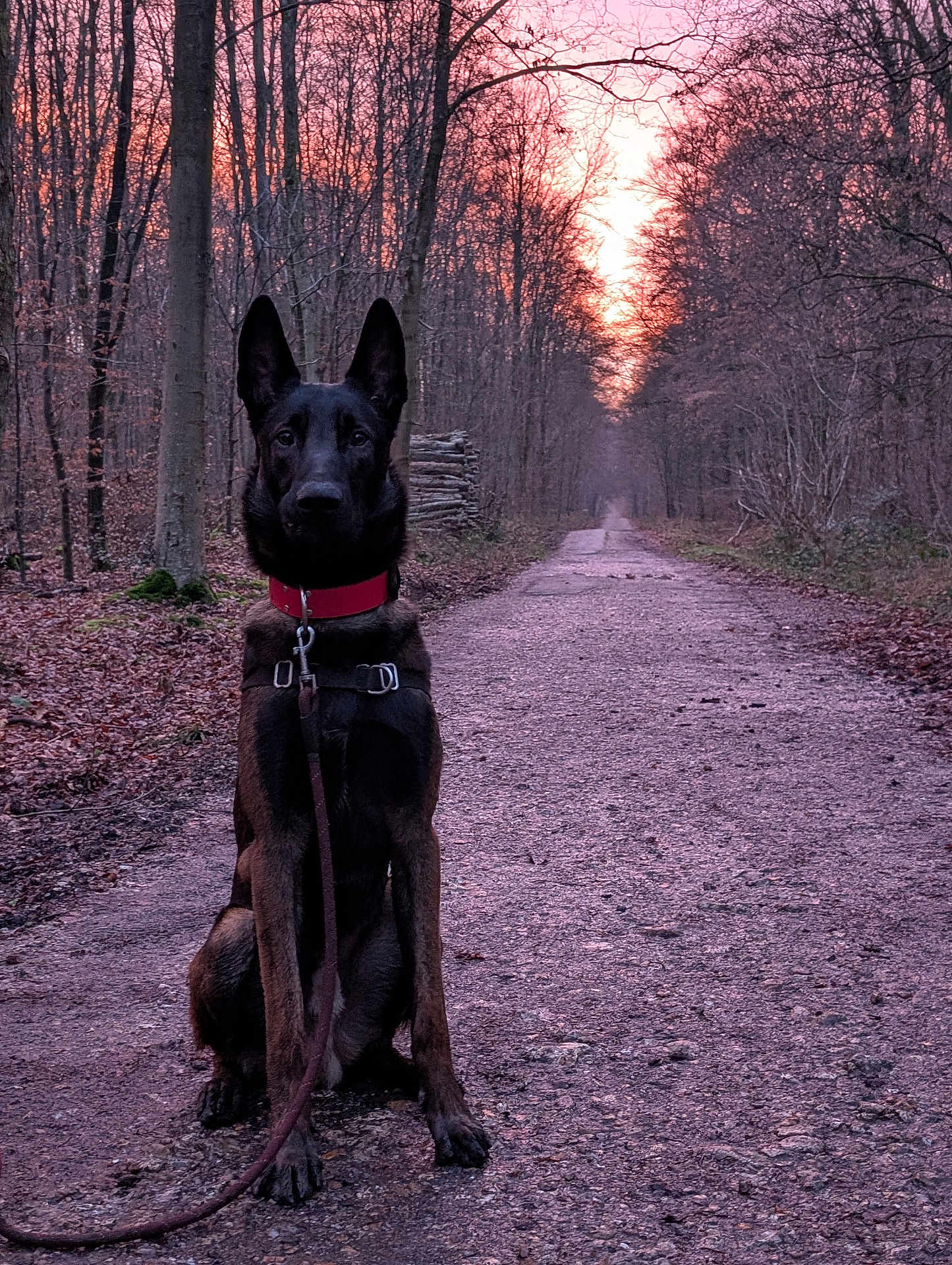 Shadow a rejoint le concours — aidez-le/la à gagner de superbes lots ! dog, animal, forest, path, sunset, trees, nature, outdoor, collar, leash, pet, canine, quiet, serene, autumn, bare_trees, walking, sitting, landscape, scenery