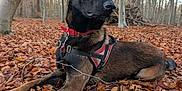 Shadow a rejoint le concours — aidez-le/la à gagner de superbes lots ! dog, belgian_malinois, autumn, forest, leaves, red_collar, harness, outdoor, nature, canine, animal, alert, lying_down, trees, brown, seasonal, park, daylight, pets, mammal
