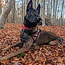 dog, belgian_malinois, autumn, forest, leaves, red_collar, harness, outdoor, nature, canine, animal, alert, lying_down, trees, brown, seasonal, park, daylight, pets, mammal