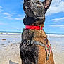 Shadow participe au concours pour gagner de l'argent avec cette photo : dog, beach, sand, collar, harness, sky, clouds, ocean, water, waves, outdoor, animal, pet, canine, sunlight, shadow, nature, closeup, portrait, muzzle