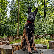 Shadow participe au concours pour gagner de l'argent avec cette photo : dog, belgian_malinois, forest, tree_stump, nature, outdoor, greenery, canine, pet, animal, leash, harness, collar, wood, sunlight, trees, park, wildlife, alert, sitting