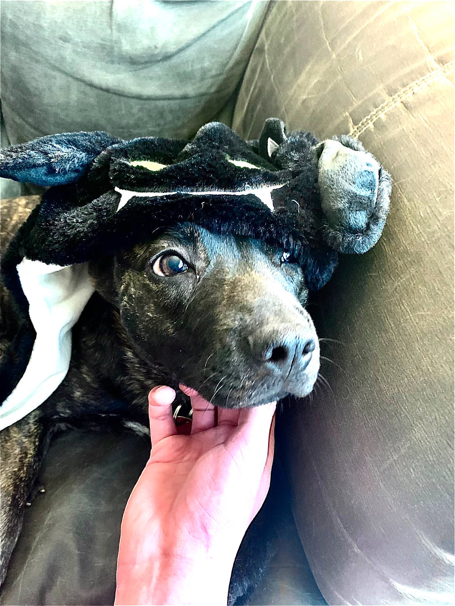 Daisy joined the competition — help win amazing prizes! ball, canidae, carnivore, companion_dog, dog, dog_breed, electric_blue, fawn, fur, guard_dog, hat, non_sporting_group, puppy, puppy_love, selfie, snout, sporting_group, toy_dog, whiskers, working_animal