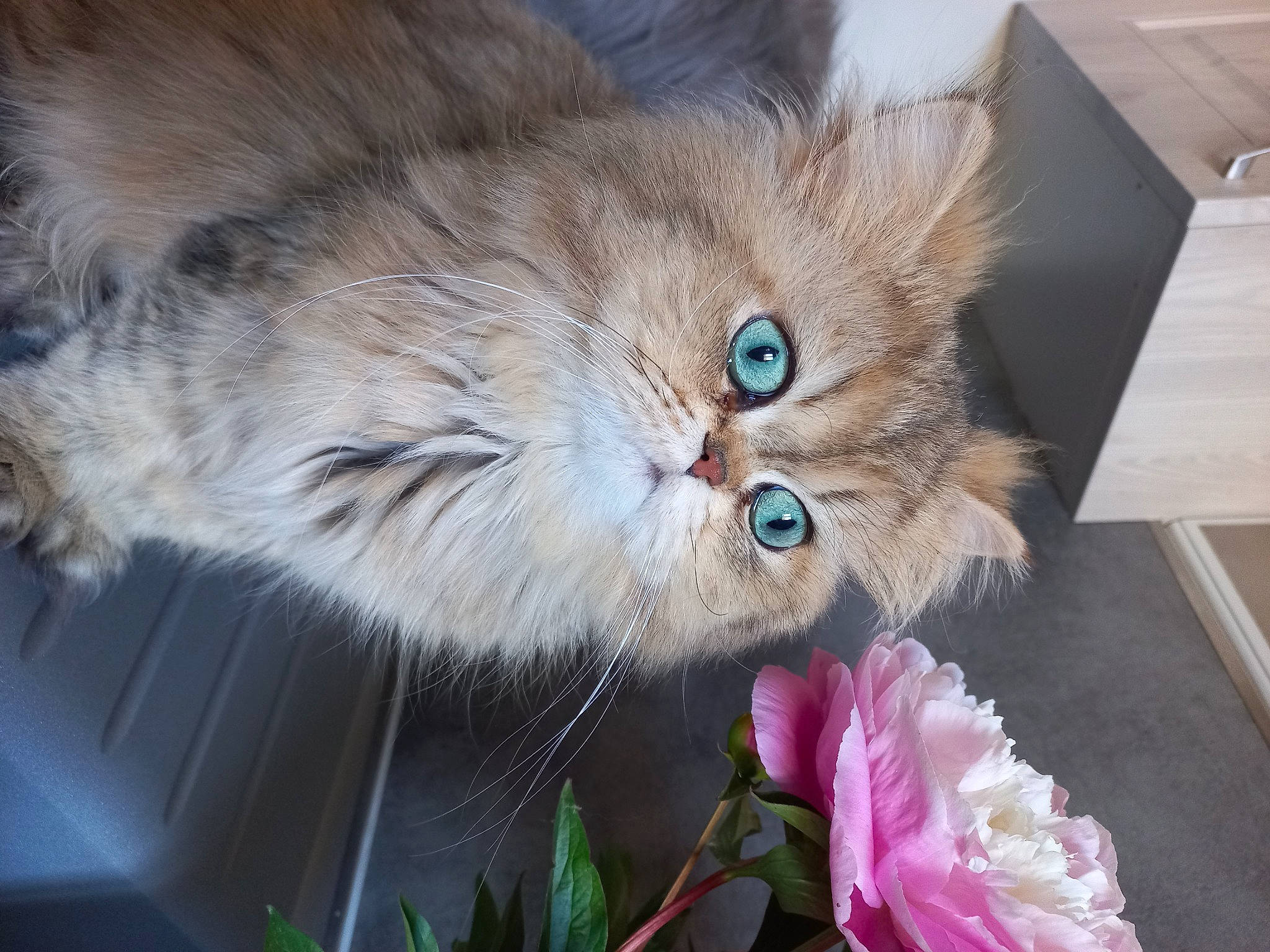 Ron a rejoint le concours — aidez-le/la à gagner de superbes lots ! balinese, box, british_longhair, carnivore, cat, claw, domestic_short_haired_cat, event, fawn, felidae, flower, fur, paw, plant, ragdoll, small_to_medium_sized_cats, snout, tail, terrestrial_animal, whiskers