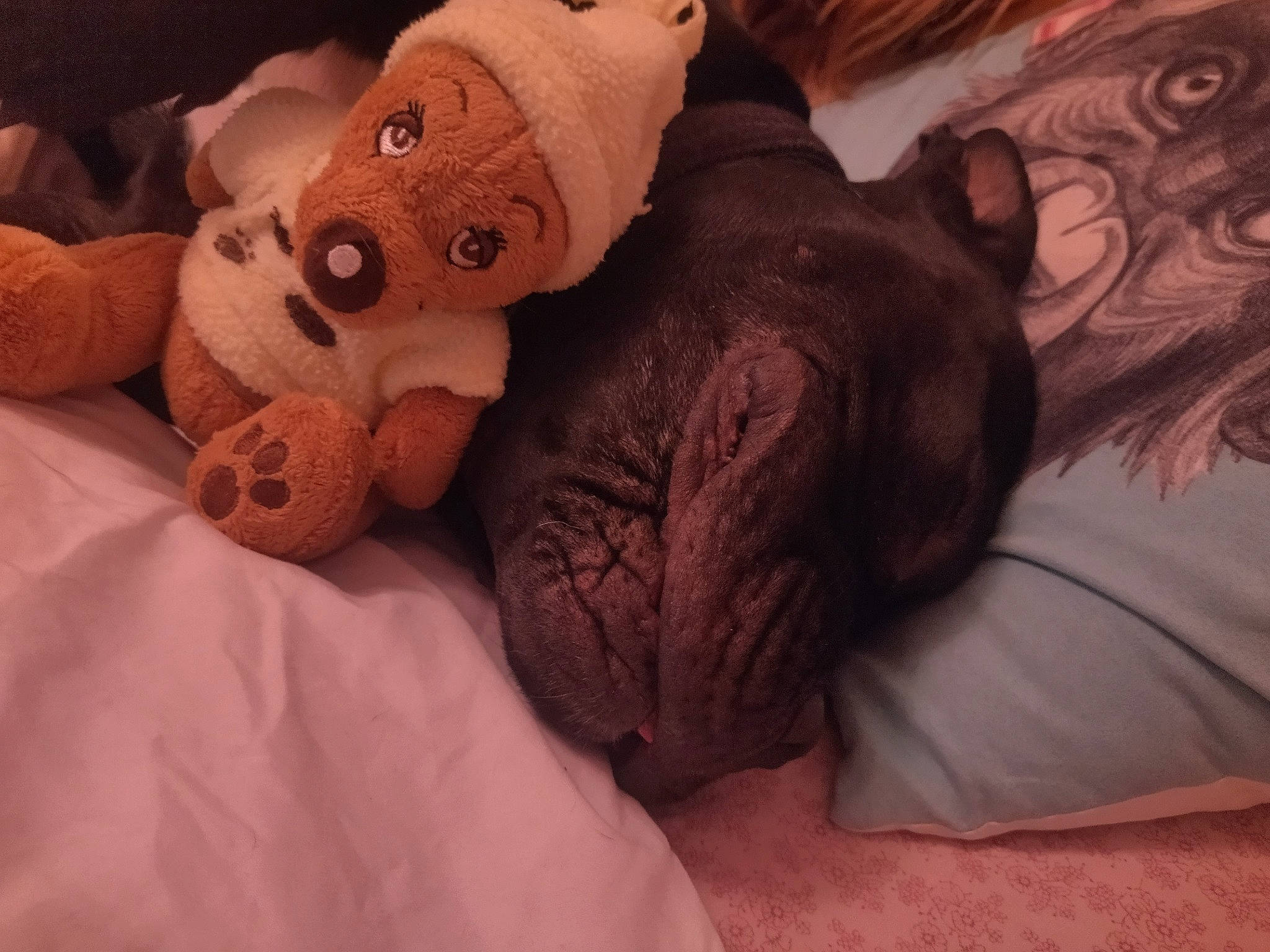 Pinpin participe au concours pour gagner de l'argent avec cette photo : bed, bedding, bedtime, carmine, carnivore, comfort, companion_dog, dog_breed, fur, linens, liver, nap, plush, snout, stuffed_toy, terrestrial_animal, textile, toy, working_animal, wrinkle
