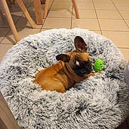 Alphonse participe au concours pour gagner de l'argent avec cette photo : dog, brown_dog, small_dog, pet_bed, fluffy_bed, green_toy, indoor, tile_floor, wooden_chair, cozy, resting, animal, ears, puppy, cute, pet, fur, home, comfort, toy
