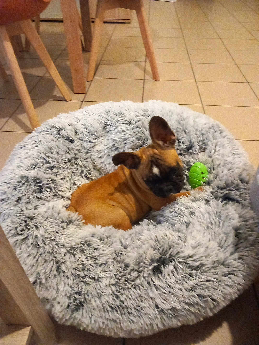 Alphonse participe au concours pour gagner de l'argent avec cette photo : dog, brown_dog, small_dog, pet_bed, fluffy_bed, green_toy, indoor, tile_floor, wooden_chair, cozy, resting, animal, ears, puppy, cute, pet, fur, home, comfort, toy