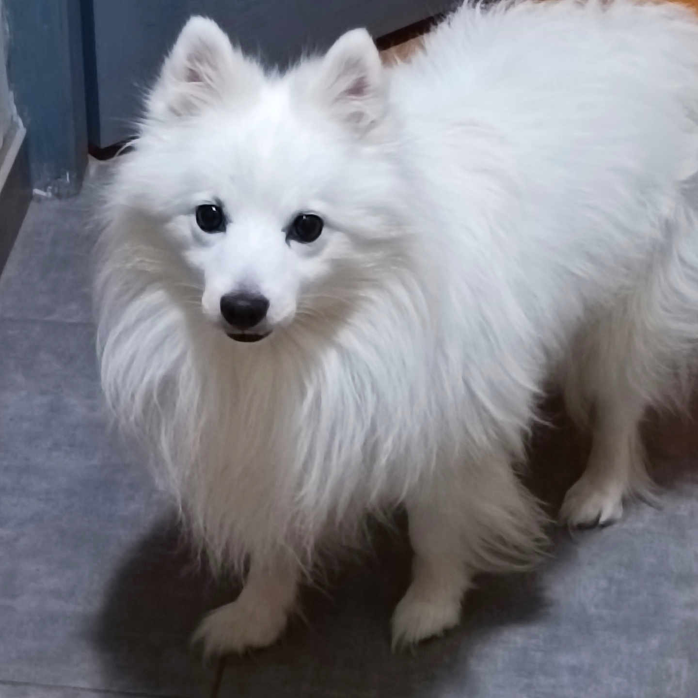 Volt participe au concours pour gagner de l'argent avec cette photo : animal, canine, dog, eskimodog, fox, pet, puppy, whitedog