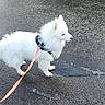 Volt a rejoint le concours — aidez-le/la à gagner de superbes lots ! accessories, animal, canine, dog, eskimodog, leash, pet, puppy, road, strap, tarmac, whitedog