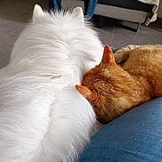 Volt a rejoint le concours — aidez-le/la à gagner de superbes lots ! angora, animal, architecture, armchair, building, canine, cat, chair, couch, dog, furniture, hardwood, indoors, kitten, livingroom, manx, person, pet, room, wood