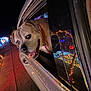 car, celebration, closeup, collar, colorful, dog, festive, glasses, happy, holiday_lights, lights, man, night, outside, pet, reflection, roadside, smiling, vehicle, window