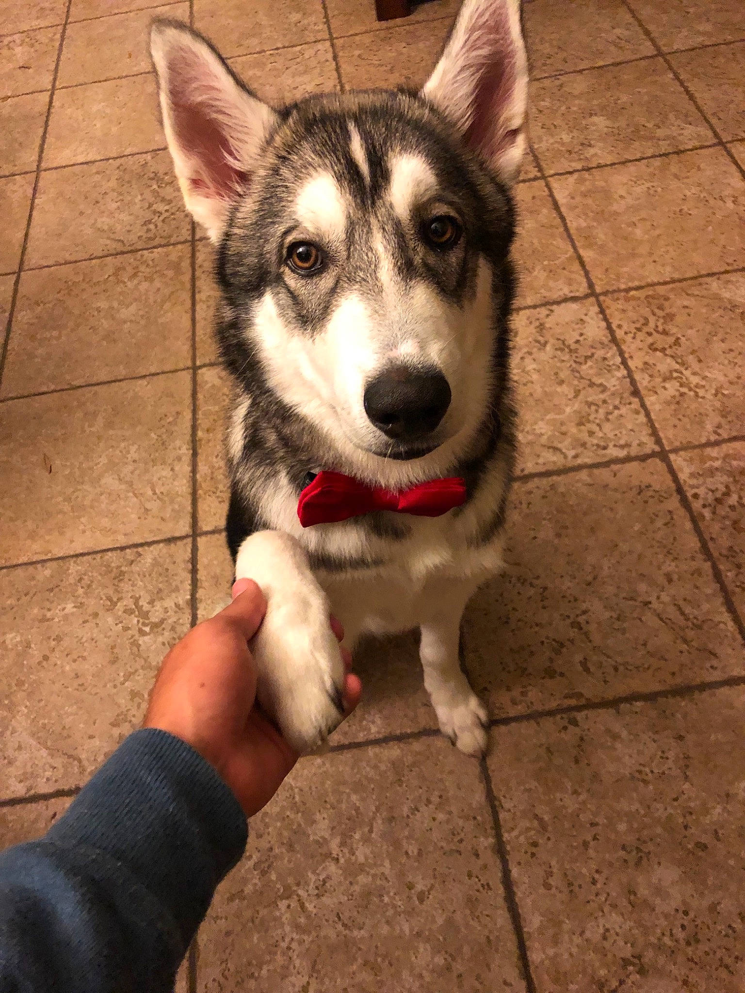 Kai joined the competition — help win amazing prizes! alaskan_malamute, canidae, carnivore, dog, dog_breed, east_siberian_laika, labrador_husky, mammal, native_american_indian_dog, northern_inuit_dog, nose, saarloos_wolfdog, sakhalin_husky, seppala_siberian_sleddog, siberian_husky, sled_dog, snout, tamaskan_dog, vertebrate, wolfdog