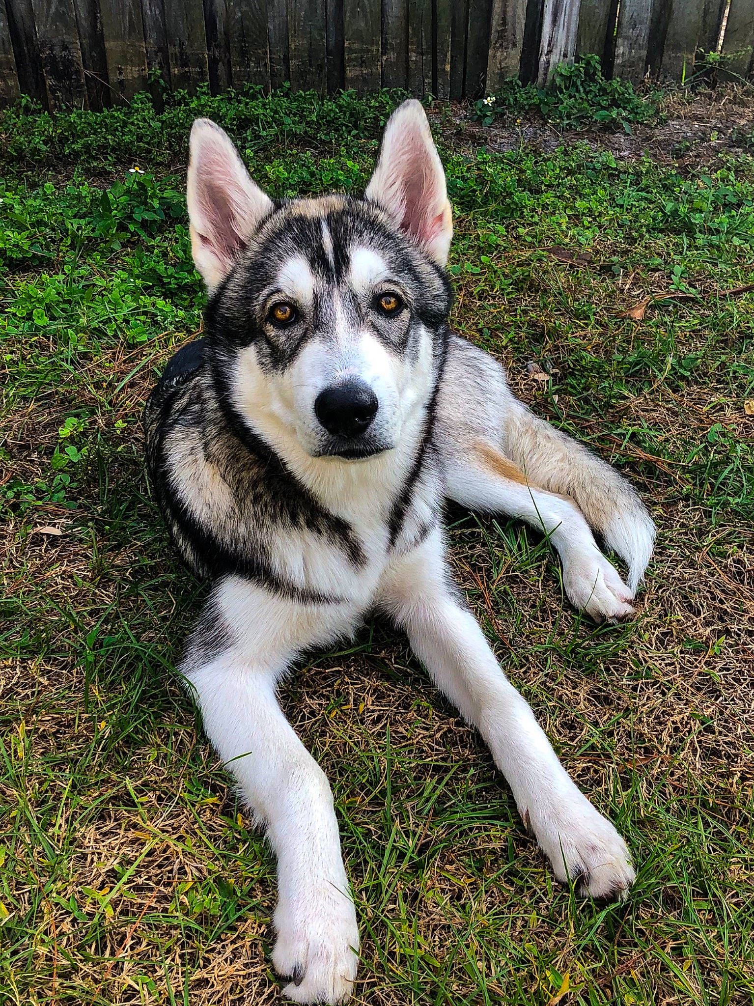 Kai joined the competition — help win amazing prizes! alaskan_malamute, canadian_eskimo_dog, canidae, carnivore, czechoslovakian_wolfdog, dog, dog_breed, east_siberian_laika, jamthund, mammal, native_american_indian_dog, northern_inuit_dog, saarloos_wolfdog, sakhalin_husky, seppala_siberian_sleddog, siberian_husky, sled_dog, tamaskan_dog, vertebrate, wolfdog