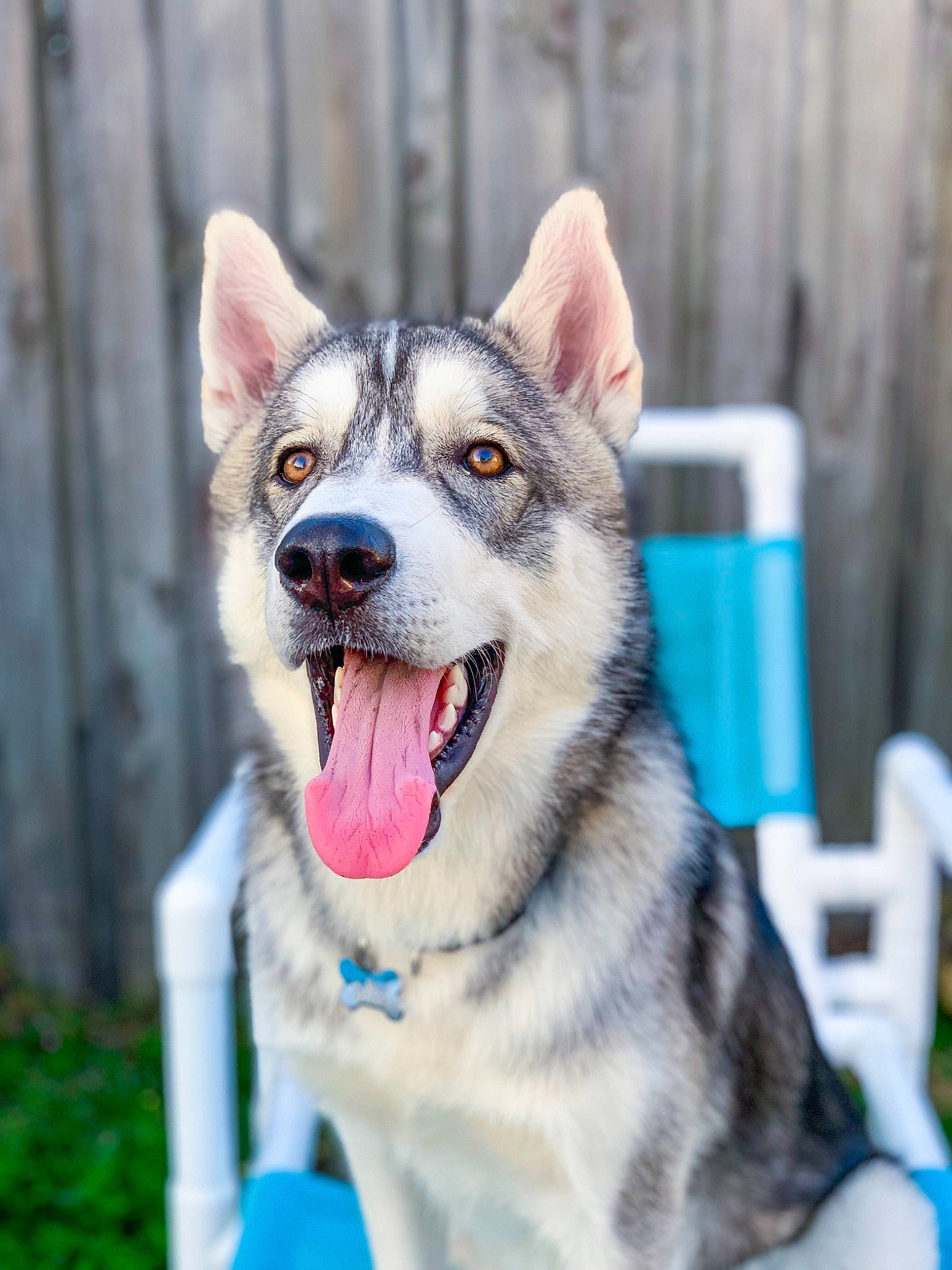 Kai is registered to the contest to win money with this photo: alaskan_malamute, canadian_eskimo_dog, canidae, carnivore, czechoslovakian_wolfdog, dog, dog_breed, greenland_dog, jamthund, mammal, native_american_indian_dog, northern_inuit_dog, saarloos_wolfdog, sakhalin_husky, seppala_siberian_sleddog, siberian_husky, sled_dog, tamaskan_dog, vertebrate, wolfdog