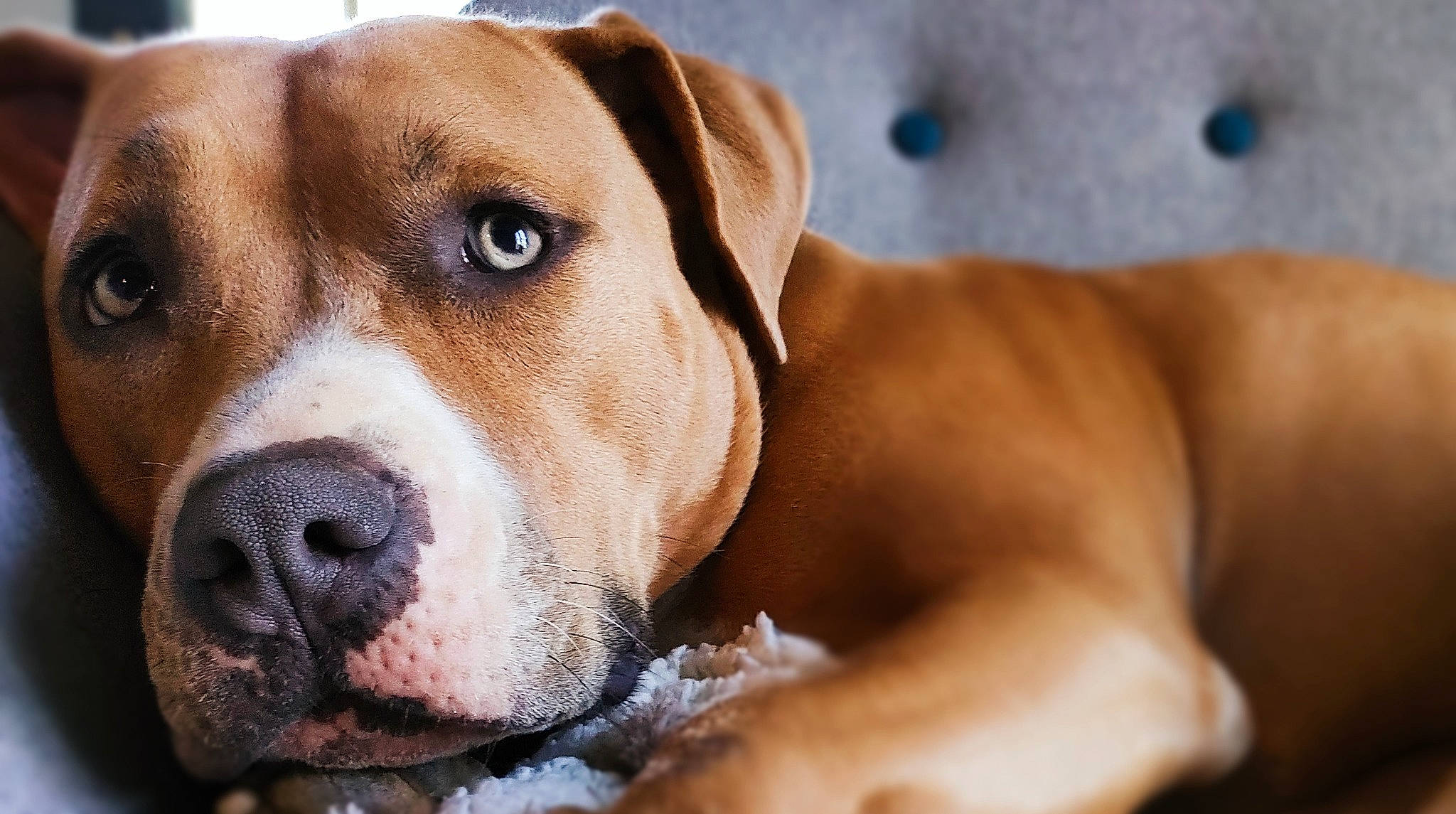 Queen a rejoint le concours — aidez-le/la à gagner de superbes lots ! canidae, carnivore, collar, companion_dog, dog, dog_breed, fawn, fur, hound, hunting_dog, liver, snout, sporting_group, whiskers, working_dog