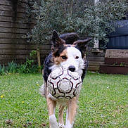 Usty a rejoint le concours — aidez-le/la à gagner de superbes lots ! dog, soccer_ball, grass, yard, pet, animal, play, outdoor, fur, ears, mouth, toy, sport, greenery, garden, canine, running, active, happy, nature